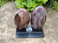 Polished Podocarpus Petrified Wood Standing Free Forms + 1 Gallet x 12 From Mahajanga, Madagascar - Toprock Gemstones and Minerals