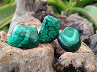 Polished Flower Banded Malachite Free Forms x 35 From Congo - Toprock Gemstones and Minerals