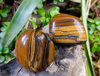 Polished Golden Tiger's Eye Free Forms x 3 From Prieska, South Africa - Toprock Gemstones and Minerals