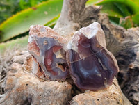 Polished On One Side, Sashe River Agate Nodules x 28 From Zimbabwe - Toprock Gemstones and Minerals