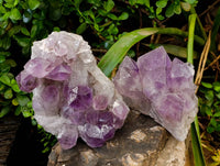 Natural Jacaranda Amethyst Quartz Crystals x 2 From Mumbwa, Zambia - Toprock Gemstones and Minerals