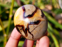 Polished Septerye Palm Stones x 12 From Mahajanga, Madagascar - Toprock Gemstones and Minerals