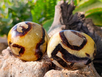 Polished Septerye Palm Stones x 12 From Mahajanga, Madagascar - Toprock Gemstones and Minerals