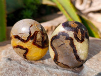 Polished Septerye Palm Stones x 12 From Mahajanga, Madagascar - Toprock Gemstones and Minerals