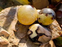 Polished Septerye Palm Stones x 12 From Mahajanga, Madagascar - Toprock Gemstones and Minerals