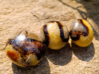 Polished Septerye Palm Stones x 12 From Mahajanga, Madagascar - Toprock Gemstones and Minerals