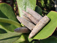 Natural Belemnite Fossil Specimens x 2kg Lots From Maintirano, Madagascar - Toprock Gemstones and Minerals
