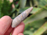Natural Belimnite Fossils x 1 Lot, From Maintiarano, Madagascar - Toprock Gemstones and Minerals