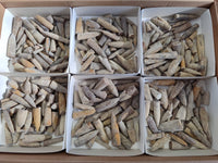 Natural Belimnite Fossils x 1 Lot, From Maintiarano, Madagascar - Toprock Gemstones and Minerals