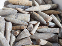 Natural Belimnite Fossils x 1 Lot, From Maintiarano, Madagascar - Toprock Gemstones and Minerals