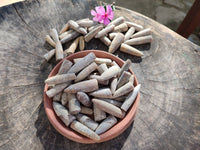 Natural Belimnite Fossils x 1 Lot, From Maintiarano, Madagascar - Toprock Gemstones and Minerals