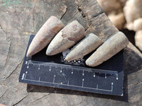 Natural Belimnite Fossils x 1 Lot, From Maintiarano, Madagascar - Toprock Gemstones and Minerals