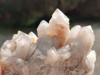 Natural Fairy Spirit Quartz Clusters x 6 From Boekenhouthoek, South Africa - Toprock Gemstones and Minerals