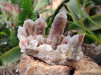 Natural Fairy Spirit Quartz Clusters x 6 From Boekenhouthoek, South Africa - Toprock Gemstones and Minerals