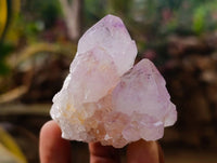 Natural Cactus Flower Amethyst Spirit Quartz Crystals x 12 From South Africa - Toprock Gemstones and Minerals