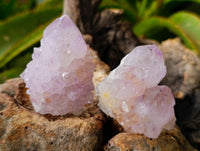 Natural Cactus Flower Amethyst Spirit Quartz Crystals x 12 From South Africa - Toprock Gemstones and Minerals