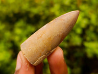 Natural Belimnite Fossils x 1 Lot, From Maintirano, Madagascar - Toprock Gemstones and Minerals