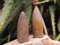 Natural Belimnite Fossils x 1 Lot, From Maintirano, Madagascar - Toprock Gemstones and Minerals