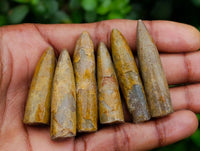 Natural Belimnite Fossils x 1 Lot, From Maintirano, Madagascar - Toprock Gemstones and Minerals