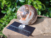 Polished Red Podocarpus Petrified Wood Spheres x 3 From Mahajanga, Madagascar - Toprock Gemstones and Minerals