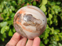 Polished Red Podocarpus Petrified Wood Spheres x 3 From Mahajanga, Madagascar - Toprock Gemstones and Minerals
