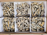 Natural Belimnite Fossils x 1 Lot, From Maintiarano, Madagascar - Toprock Gemstones and Minerals