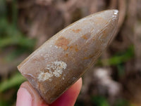 Natural Belimnite Fossils x 1 Lot, From Maintiarano, Madagascar - Toprock Gemstones and Minerals