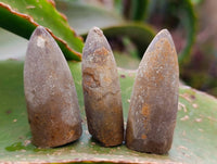 Natural Belimnite Fossils x 1 Lot, From Maintiarano, Madagascar - Toprock Gemstones and Minerals