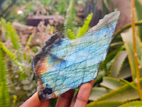Polished Labradorite One Side Polished x 7 From Tulear, Madagascar - Toprock Gemstones and Minerals