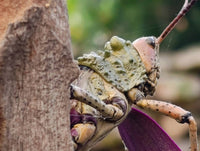 Polished Black Tourmaline Standing Free Forms x 4 From Madagascar - Toprock Gemstones and Minerals