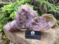 Natural Jacaranda Amethyst Quartz Cluster x 1 From Mumbwa, Zambia - Toprock Gemstones and Minerals