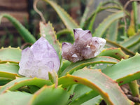 Natural Amethyst Spirit Quartz Crystals x 70 From Boekenhouthoek, South Africa - Toprock Gemstones and Minerals