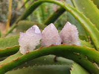 Natural Amethyst Spirit Quartz Crystals x 70 From Boekenhouthoek, South Africa - Toprock Gemstones and Minerals