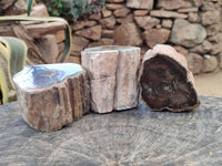 Polished On One Side Petrified Wood Branches x 3 From Gokwe, Zimbabwe - Toprock Gemstones and Minerals