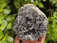 Natural Schorl Black Tourmaline with Orthoclase x 1 From Erongo, Namibia - Toprock Gemstones and Minerals