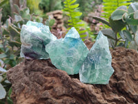 Natural Watermelon Fluorite Cobbed Specimens x 24 From Uis, Namibia - Toprock Gemstones and Minerals