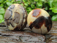 Polished Septerye Palm Stones x 12 From Mahajanga, Madagascar - Toprock Gemstones and Minerals