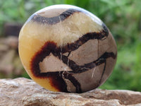 Polished Septerye Palm Stones x 12 From Mahajanga, Madagascar - Toprock Gemstones and Minerals