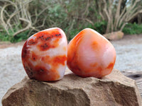 Polished Carnelian Agate Gemstone Standing Free Forms x 3 From Madagascar - Toprock Gemstones and Minerals