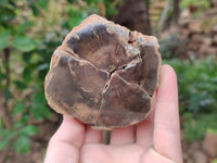 Polished On One Side Petrified Wood Branches x 4 From Gokwe, Zimbabwe - Toprock Gemstones and Minerals