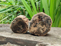 Polished On One Side Petrified Wood Branches x 4 From Gokwe, Zimbabwe - Toprock Gemstones and Minerals