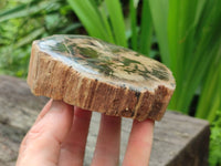 Polished On One Side Petrified Wood Branches x 4 From Gokwe, Zimbabwe - Toprock Gemstones and Minerals