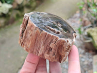 Polished On One Side Petrified Wood Branches x 4 From Gokwe, Zimbabwe - Toprock Gemstones and Minerals