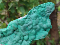Natural Botryoidal Malachite Specimens x 2 From Kolwezi, Congo