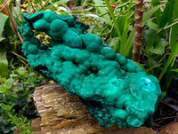 Natural XL Botryoidal Malachite Specimen x 1 From Congo