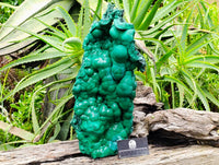 Natural XL Botryoidal Malachite Specimen x 1 From Congo
