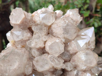 Natural XL Luena Cascading Smokey Phantom Quartz Cluster x 1 From Congo