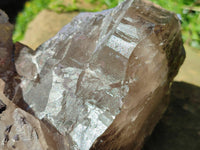 Natural XL Multi Terminated Smokey Quartz Crystal x 1 From Mulanje, Malawi