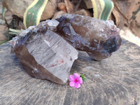 Natural XL Multi Terminated Smokey Quartz Crystal x 1 From Mulanje, Malawi