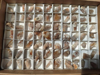 Natural Limonite Fairy Spirit Quartz Crystals x 70 From Boekenhouthoek, South Africa